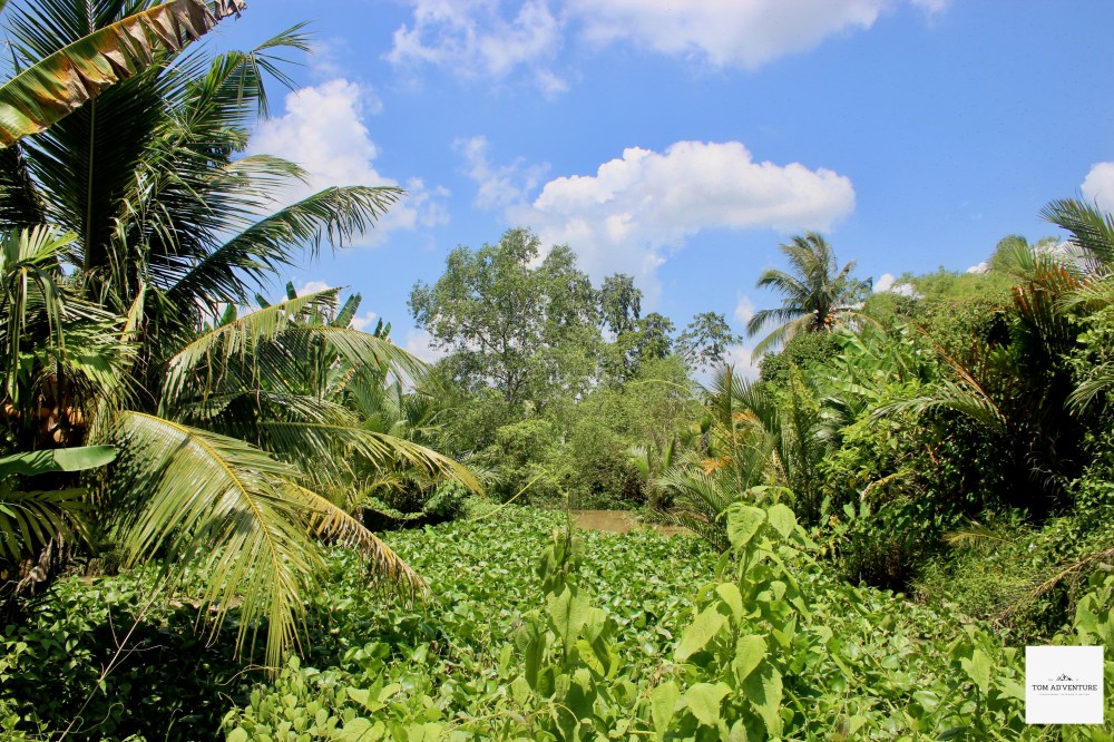 Mekong Jungle- Vietnam 